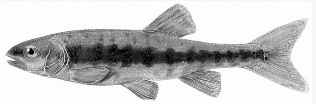 Phoxinus bigerri_01.jpg